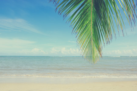 Palm tree branch and Caribbean sea . Travel background.の写真素材