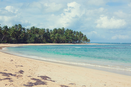 Travel background with Caribbean sea and green palm trees on beach.の写真素材