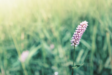 Purple field flower in nature on sunlight.の写真素材