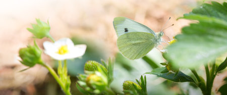 Butterfly flies over strawberry plant in grass in rays of sunlight.の写真素材