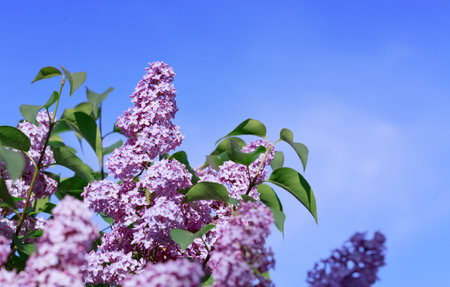 Spring lilac flowers close-up on blurred sky background.の写真素材