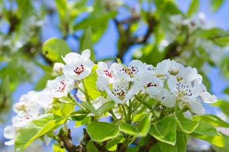 White cherry flowers isolated on blur sky background.の写真素材