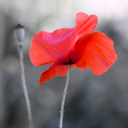 Red poppy close up isolated on gray blur background.の写真素材