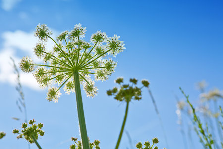 White field flower in nature on sunlight.の写真素材