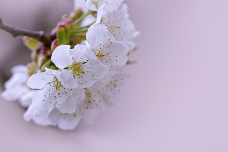 Macro shot of white cherry flowers isolated on blur background.の写真素材