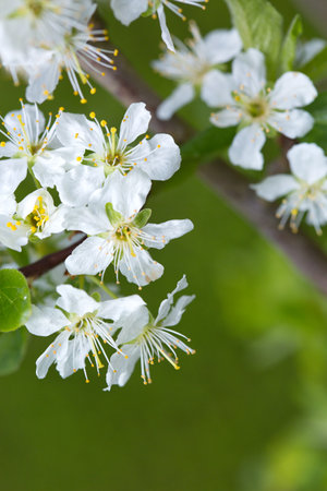 Macro shot of white blossom isolated on green background.の写真素材