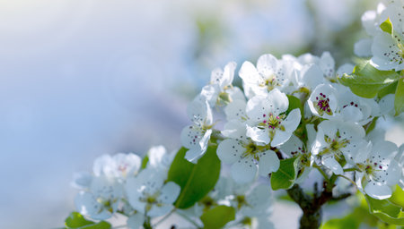 White cherry flowers isolated on blur sky background.の写真素材