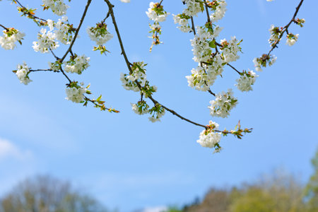Close up of Flowering cherry isolated on blur background.の写真素材