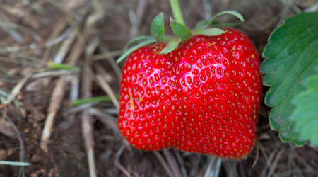 Closeup of red strawberry isolated on gray background.の写真素材