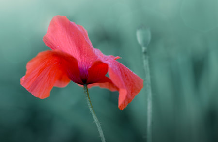 Red poppy close up isolated on green blur background.の写真素材