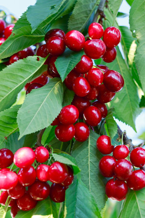 Cherry tree branch with ripe large fruits .の写真素材