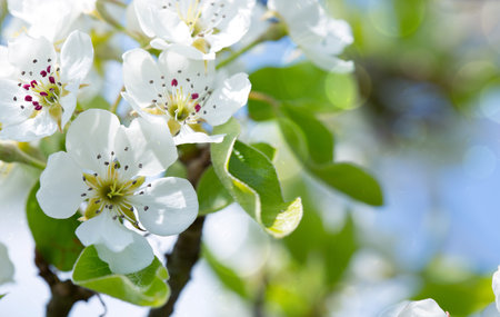 Spring background with white pear blossom isolated on blur background.の写真素材