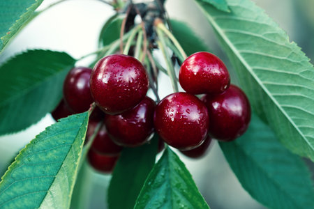 Cherry tree branch with ripe large fruits .の写真素材