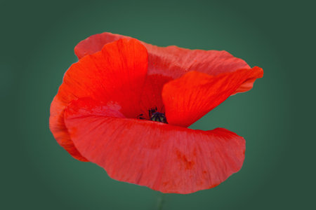 Red poppy close up isolated on green blur background.の写真素材