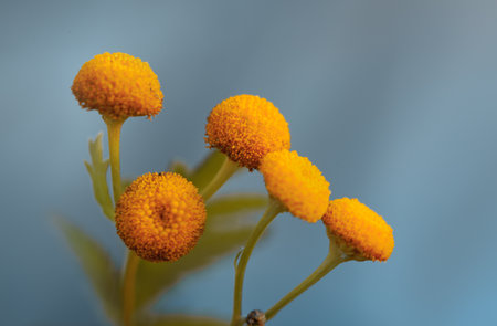 A closeup of Craspedias in a garden under the sunlight with a blurry backgroundの写真素材