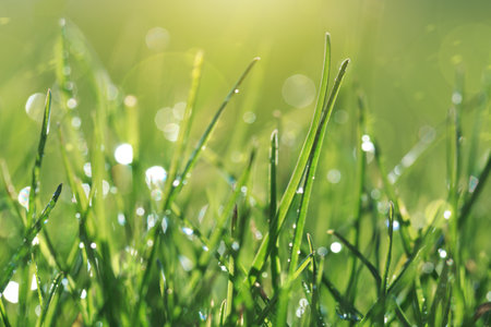 Green spring grass with dew drops close up in Sunlight.の写真素材