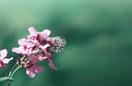 Butterfly flies over wild purple flowers in grass in rays of sunlight.の写真素材
