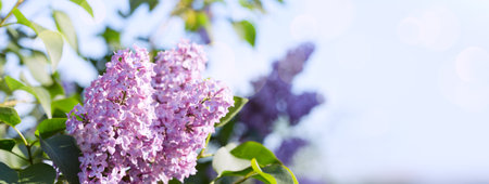 Spring lilac flowers close-up on blurred sky background.の写真素材