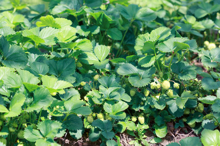 Fresh strawberries grow in the summer garden,macro shot.の写真素材