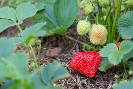 Fresh strawberries grow in the summer garden,macro shot.の写真素材