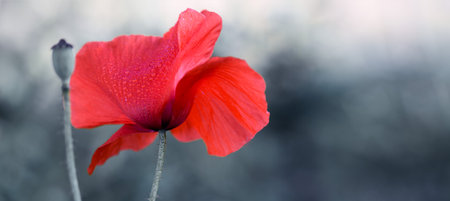 Red poppy close up isolated on gray blur background.の写真素材