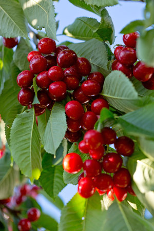 Cherry tree branch with ripe large fruits .の写真素材