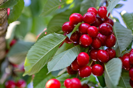Cherry tree branch with ripe large fruits .の写真素材