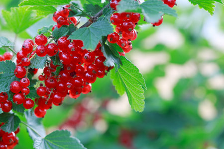 Berries Red currants on a bush branch in the garden in summer.の写真素材