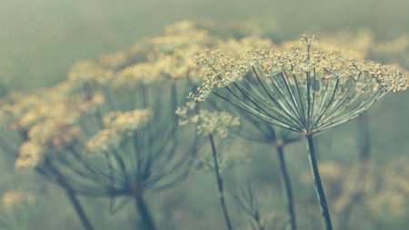 Blooming fennel in a garden and flying insects.の写真素材