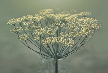 Blooming fennel in a garden isolated on green blur background.の写真素材