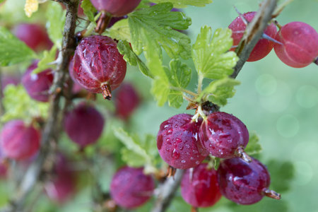 Ripe gooseberries berries on a branch with green leaves in garden, close upの写真素材