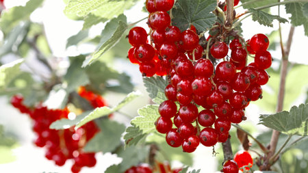 Red currant berries in dew drops on a bush in the summer garden.の写真素材