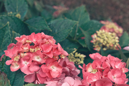 Pink Azaleas flowers in the garden.Spring background.の写真素材