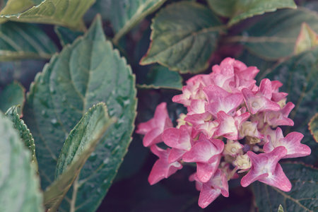 Pink Azaleas flowers in the garden.Spring background.の写真素材
