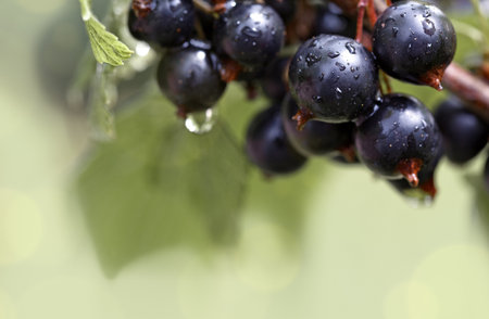 Black currant berries in dew drops on a bush in the summer garden.の写真素材