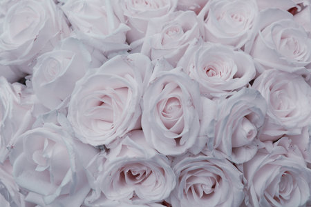 Close up of white roses . Selective focus. Flowers backgroundの写真素材
