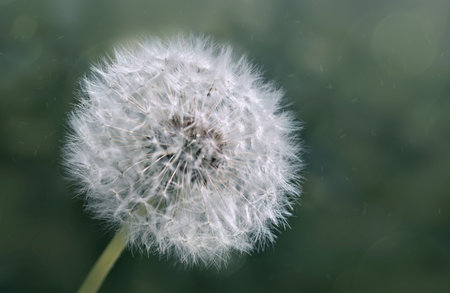 Macro shot on dandelion flower isolated on green.の写真素材