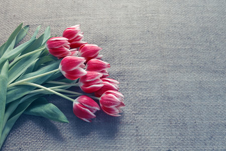 Bouquet of tulips on cloth Background. Spring greeting card.の写真素材
