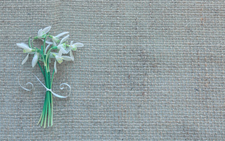 White snowdrops background. Festive decoration on cloth background.の写真素材