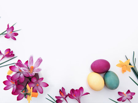 Spring crocuses and Easter Eggs isolated on white Background.の写真素材