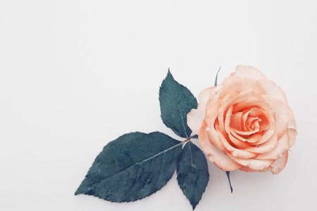 Rose with water drops isolated on white background.の写真素材
