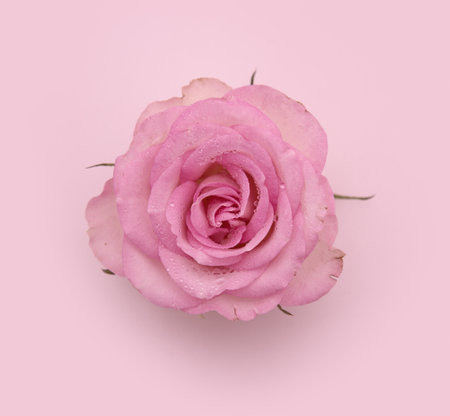 Big rose with water drops isolated on pink background.の写真素材