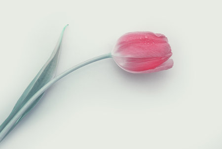 Pink tulip with water drops isolated on white background.の写真素材