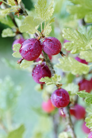 Ripe gooseberries berries on a branch with green leaves in garden, close upの写真素材