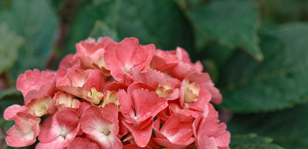 Pink Azaleas flowers in the garden.Spring background.の写真素材