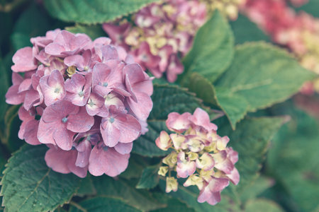 Pink Azaleas flowers in the garden.Spring background.の写真素材