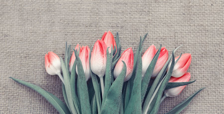 Spring Tulips isolated on gray cloth background.の写真素材