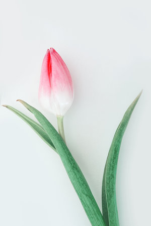 Pink tulip with water drops isolated on white background.の写真素材