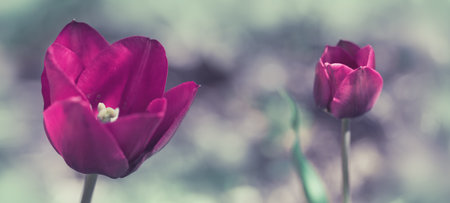Purple tulip flowers close up in spring garden.の写真素材