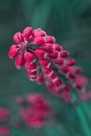 Spring bulbous grape hyacinth flowers in bloom in the gardenの写真素材